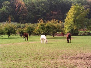 Škola jahanja u Park šumi Dotrščina
